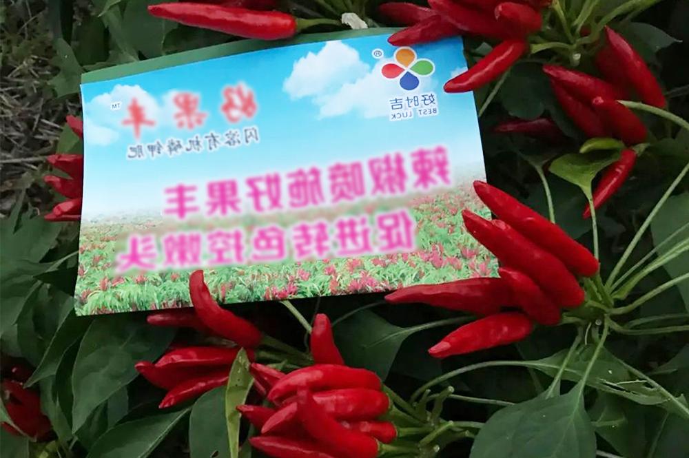 Haoguofeng has obvious effect on color change and yield increase in pepper